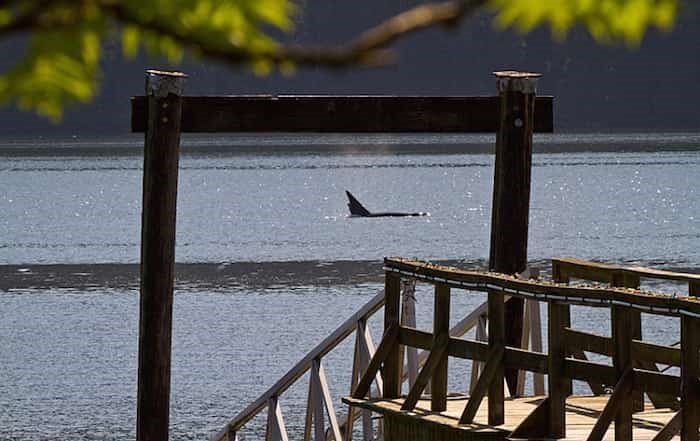  A group of transient orca whales were spotted swimming in Burrard Inlet Thursday morning. photo supplied Cooper Quinn