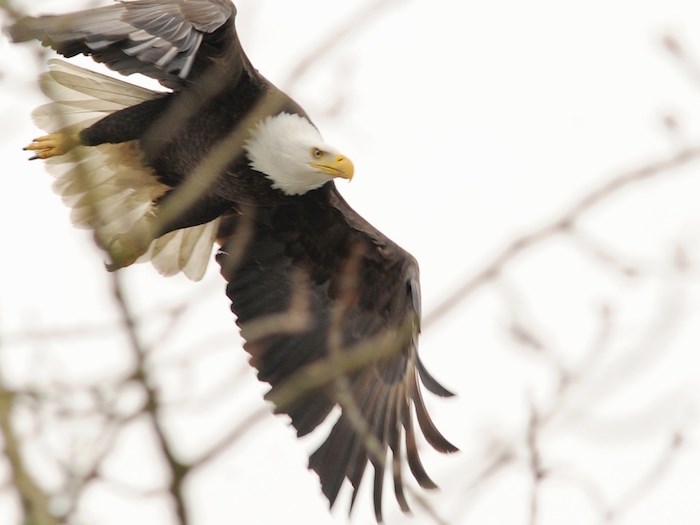  ABC Tree Men and Cnsulting has been involved in two cases in Vancouver where trees were cut down that were home to eagles’ nests. Photo Dan Toulgoet