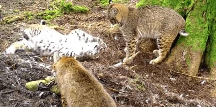  On Monday, the Mossom Creek Hatchery posted footage captured on Jan. 31 of three bobcats feasting on a deer carcass.