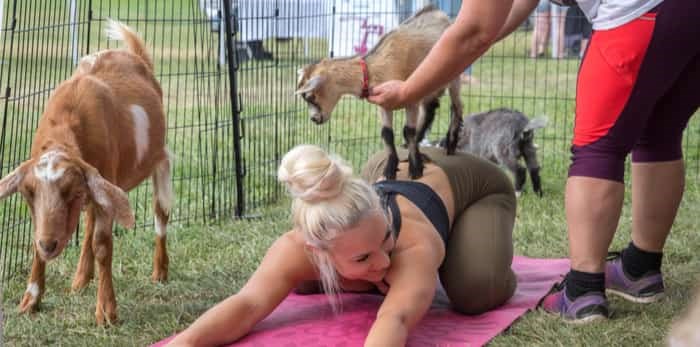  Photo: Toronto, Ontario/Canada - May 16, 2018: Goat yoga is a growing and popular discipline where baby goats have free rein to come and interact with participants during practice / Shutterstock