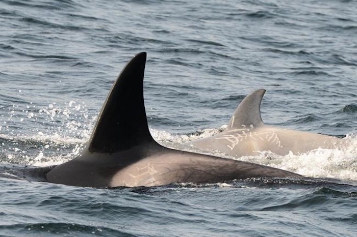  A rare white killer whale, shown in a handout photo, has been spotted off the coast of British Columbia. Jared Towers, an orca ecologist with Fisheries and Oceans Canada, says the young transient killer whale was first seen at the end of November and confirmed again May 17. THE CANADIAN PRESS/HO-Department of Fisheries and Oceans-Miguel Neves Dos Reis