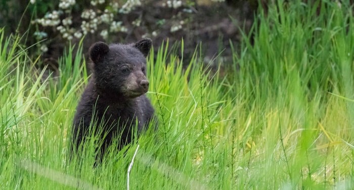  A young bear cub. Photo by Philip Warburton.