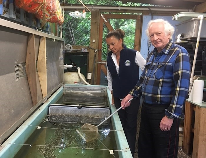  Volunteers clean up dead fish fry after toxic water poured through the tanks at Hoy Creek Hatchery in Coquitlam. It's a stark reminder of what can happen when people carelessly wash cleaners and other poisonous chemicals down a storm drain. Photo via Tri-City News.