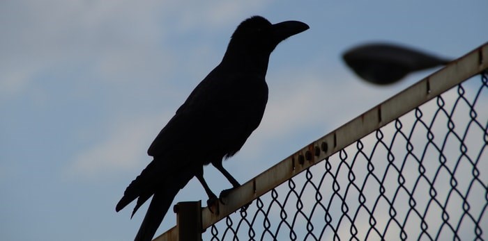  Crow/Shutterstock