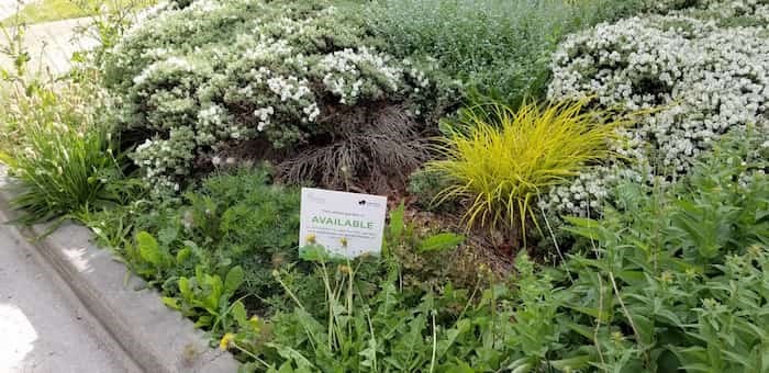  The Greenest City 2020 program encourages neighbourhood residents to volunteer to care for gardens on public property. Photo Michael Geller