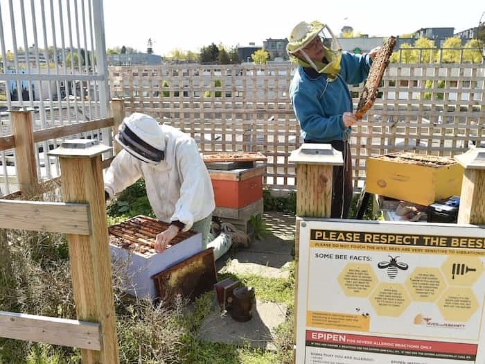  Leslie Williams and Phil Laflamme of Hives for Humanity inspect the bee hives at the VPD's Cambie Street precinct. Photo Dan Toulgoet