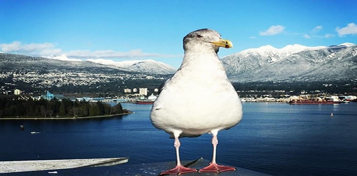  Guests at Fairmont Waterfront Hotel often share their encounters with seagulls on Instagram. Photograph By @fairmontwaterfront / instagram