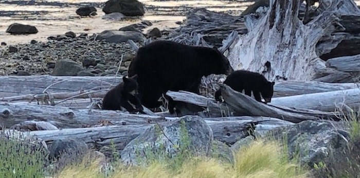  A mother bear and her two cubs, pictured here, were recently destroyed after entering a house. Photo submitted