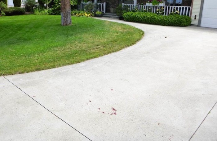  Blood from a wounded deer on a Kelowna driveway. Photo contributed.