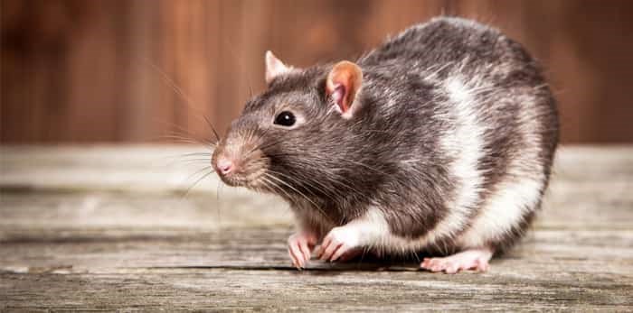  Rat with wooden background / Shutterstock