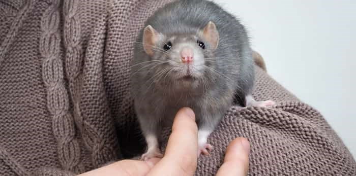  Rat crawling down person's shoulder / Shutterstock