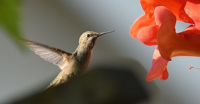  The city’s official bird, the Anna’s hummingbird, is a relative newcomer to Vancouver. Fifty years ago, they were nowhere to be found in British Columbia. Photo by Dan Toulgoet/Vancouver Courier