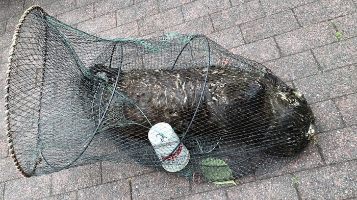  The City of New Westminster animal control services pulled a dead river otter caught in an illegal fish trap from the river on Sunday. Photo contributed.