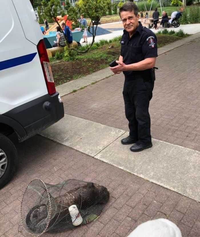  The City of New Westminster animal control services pulled a dead river otter caught in an illegal fish trap from the river on Sunday. Photo contributed.