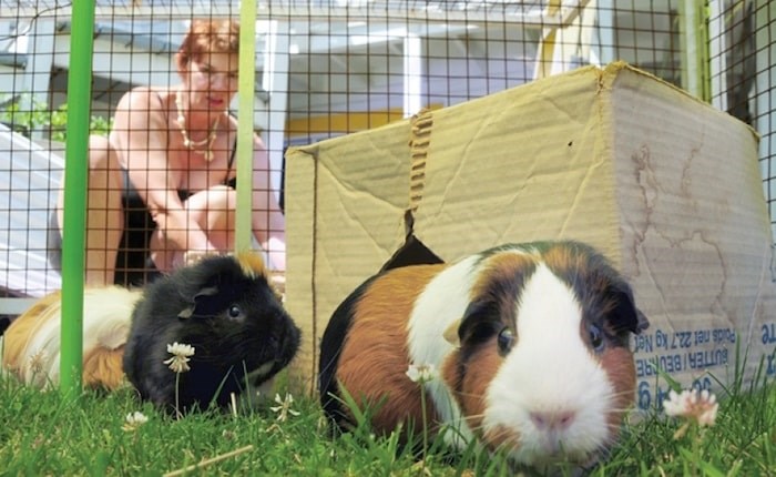  Rice cares for her guinea pigs. File photo by Mike Wakefield/North Shore News