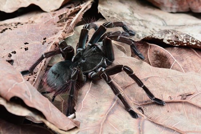  A 20-centimetre tarantula, shown in this undated handout photo, capable of killing a bird was filmed at its most vulnerable state shedding its armour-like exoskelton at a Victoria-area tropical jungle insectarium. Justin Dunning, Living Collections Manager at Victoria Butterfly Gardens, says after four years of trying he was able to capture on film the 10-hour molting process of his Burgundy goliath bird eater tarantula, which he reduced down to about two minutes of raw intensity through time-lapse video. THE CANADIAN PRESS/HO-Victoria Butterfly Gardens
