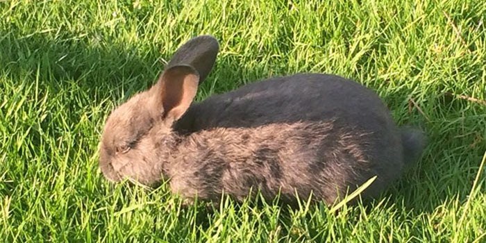  A wild rabbit grazes in Nanaimo, B.C. in this Feb.2, 2018 photo.THE CANADIAN PRESS/Dirk Meissner