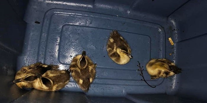  The five ducklings were taken to the Delta Community Animal Shelter. Photo: Delta Police Department Facebook