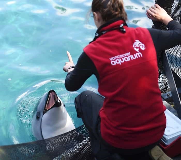  Vancouver Park Board and the Vancouver Aquarium announced Tuesday morning a new agreement that will allow the aquarium to remain in Stanley Park for the next 35 years. Photo: Dan Toulgoet