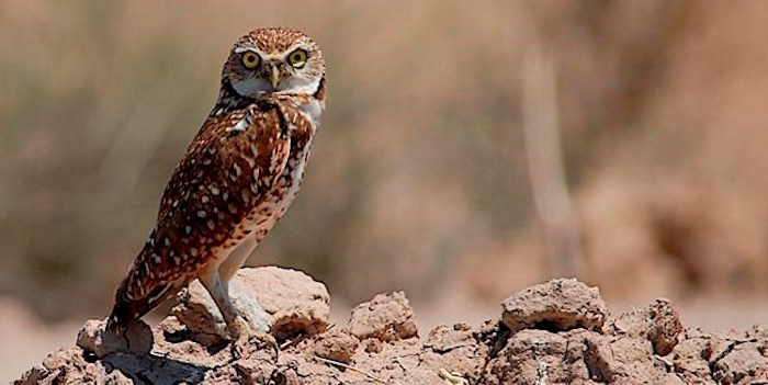  This Thursday, May 24, 2007 photo released by the U. S. Geological Survey shows a burrowing owl in the Salton Sea, Calif. A next step in preserving one of Canada's most ecologically diverse regions has been reached between two British Columbia First Nations and the federal and provincial governments.THE CANADIAN PRESS/AP-Douglas Barnum, U. S. Geological Survey via AP