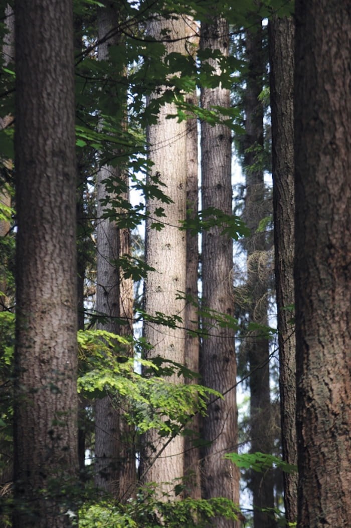  A bucolic scene from the CapU 50 Trail. Photo Mike Wakefield/North Shore News