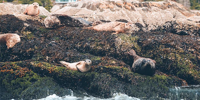  Photo: Vancouver Water Adventures