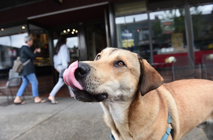  Tuna the dog waits patiently on Commercial Drive, as his owner pops into La Grotta Del Formaggio for a sandwich. Photo by Dan Toulgoet/Vancouver Courier