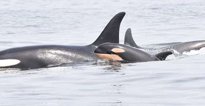  Researchers with the Department of Fisheries and Oceans are cheering after spotting all three pods that make up the endangered southern resident killer whale population. THE CANADIAN PRESS / HO-Twitter, @DFO_Pacific