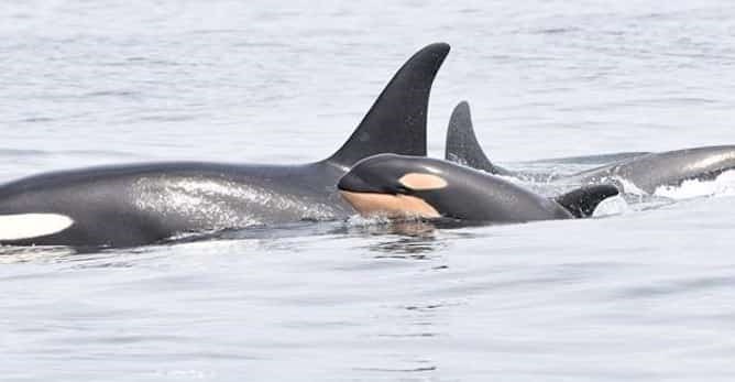  A killer whale and her calf are shown in a recent handout photo from the Department of Fisheries and Oceans Pacific Twitter feed. Researchers with the Department of Fisheries and Oceans are cheering after spotting all three pods that make up the endangered southern resident killer whale population. THE CANADIAN PRESS / HO-Twitter, @DFO_Pacific