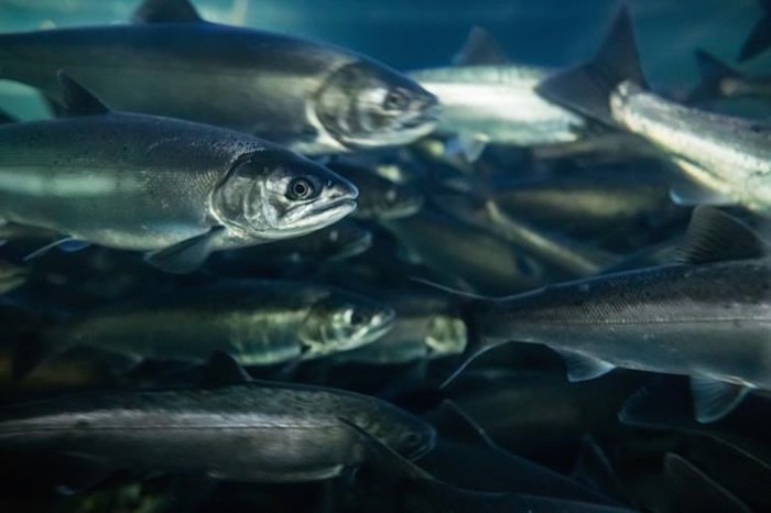  Coho salmon swim at the Fisheries and Oceans Canada Capilano River Hatchery, in North Vancouver, on Friday July 5, 2019. Minister of Fisheries, Oceans and the Canadian Coast Guard Jonathan Wilkinson and B.C. Minister of Agriculture Lana Popham announced the approval of 23 project proposals focused on restoring wild salmon populations in the province. THE CANADIAN PRESS/Darryl Dyck