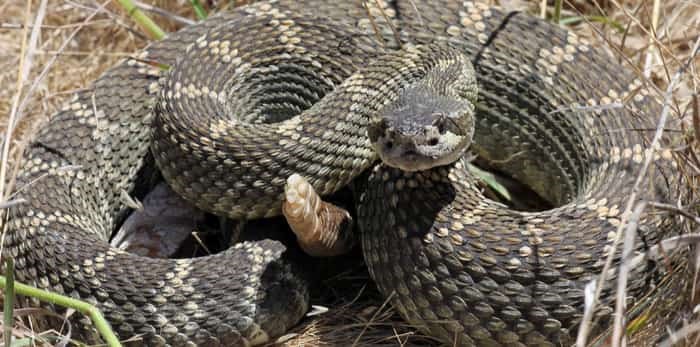  Photo: Northern pacific rattlesnake (Crotalus oreganus) in California / Shutterstock