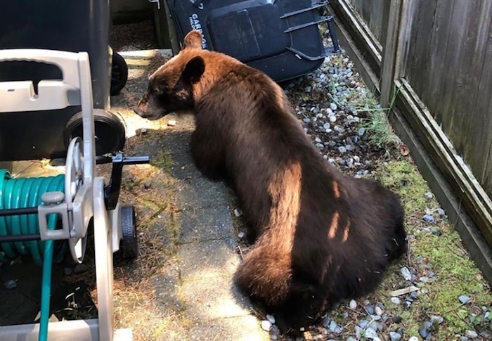  A bear spotted in Lynn Valley, not long before it was shot by conservation officers. Photo courtesy North Shore Black Bear Society