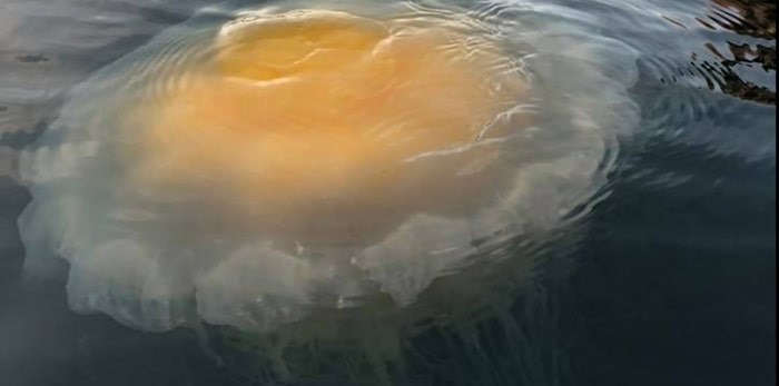  The incredible fried egg or egg yolk jellyfish, known scientifically as Phacellophora camtschatica, was spotted at Sechelt Inlet. Photo: Donna Harrison