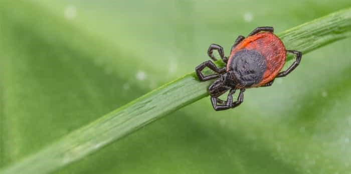  Photo: Deer tick