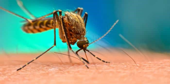 Photo: Mosquitoes / Shutterstock