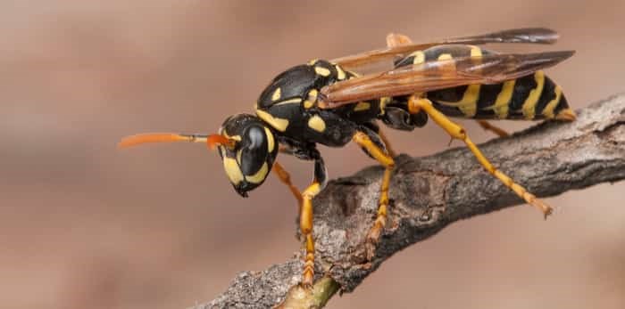  Photo: Wasps / Shutterstock