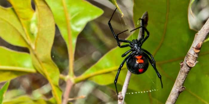  Photo: Black Widows / Shutterstock