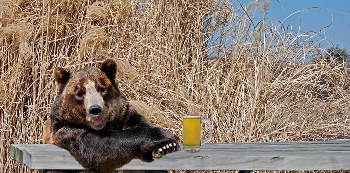  Bear at picnic table/Shutterstock