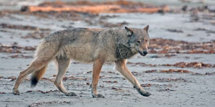  An early-morning visit by one of the wolves on the Hesquiat Peninsula. Photo: Jacqueline Windh