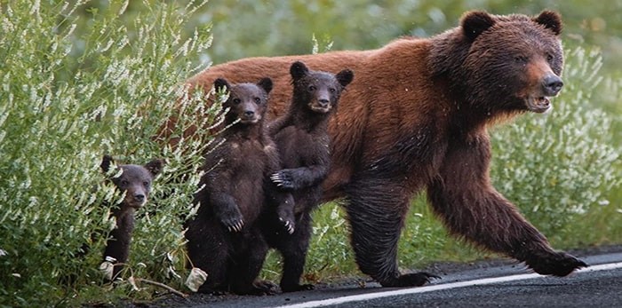  Vancouver photographer captures image of curious grizzly cubs. Photo: Ian Harland