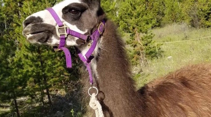  Coco the llama. Photo courtesy the Udchitz family