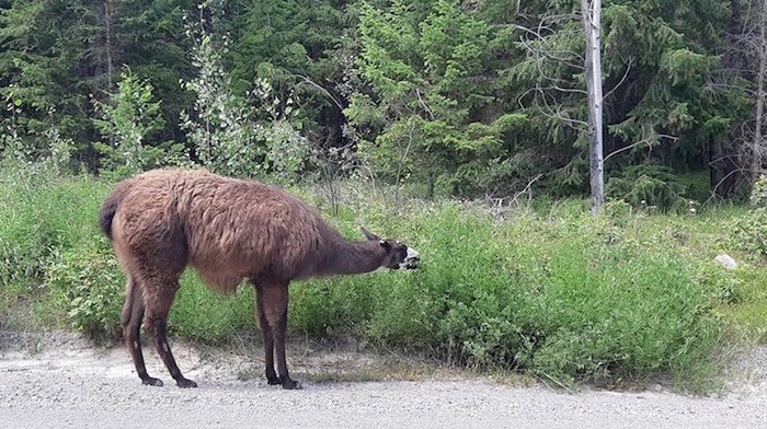  Coco the llama. Photo courtesy Jessica Udchitz