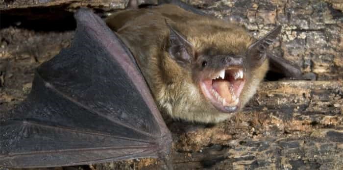  Photo: Big brown bat / Shutterstock