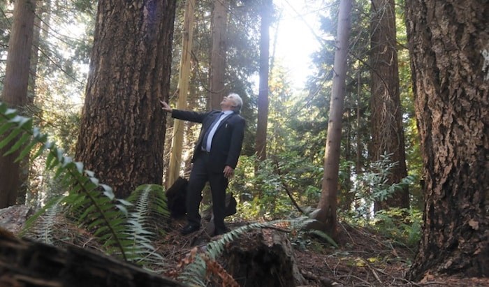  West Vancouver resident Paul Hundal stands at the base of a massive tree growing on land donated for park use but never converted to a park. File photo by Mike Wakefield/North Shore News