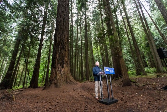  Doug Donaldson, minister of forests, lands, natural resource operations and rural development, announces steps to protect some of the province's largest trees during a press conference in Francis/King Regional Park. July 17, 2019 Photo by Darren Stone/Times Colonist