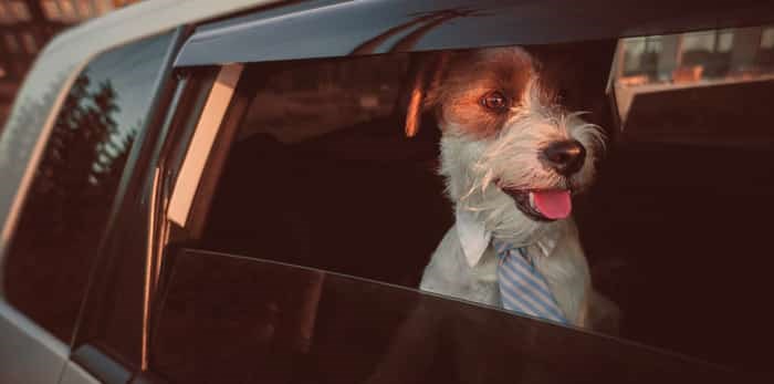  Photo: Business style dog looking out of car window / Shutterstock