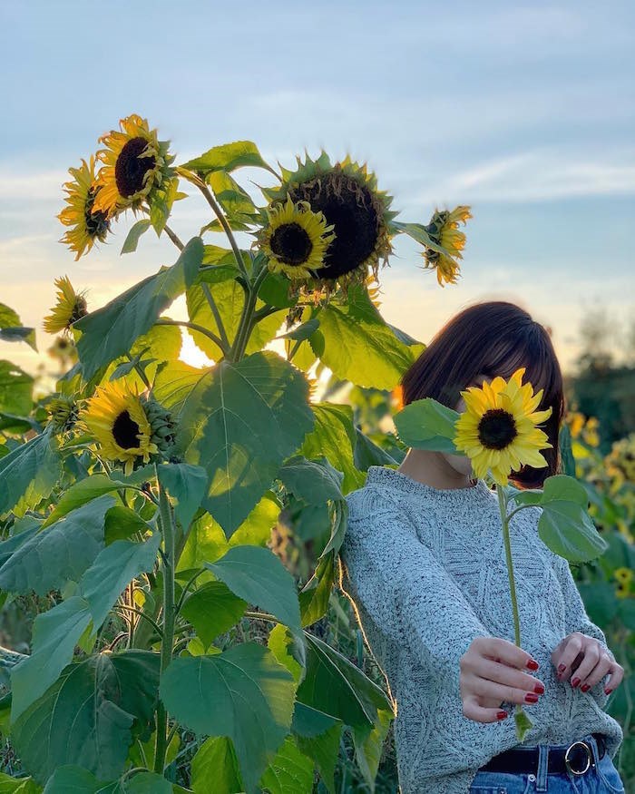  Sunflowers are a popular attraction at Richmond Country Farms. Photo by 