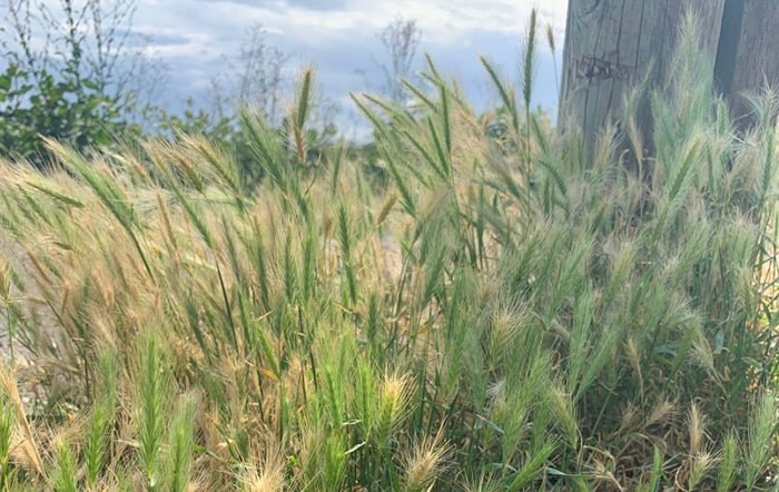  The offending grass at the Dyke Trail Dog Park, at the foot of No. 3 Road, is apparently called foxtail barley or “spear grass,” a type of weed.