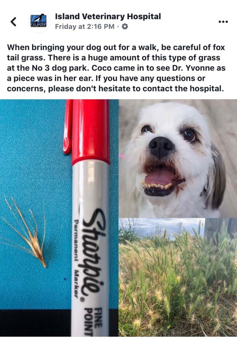  A local vet has warned dog owners about the grass at the off-leash park at No. 3 and Dyke roads. Photo submitted