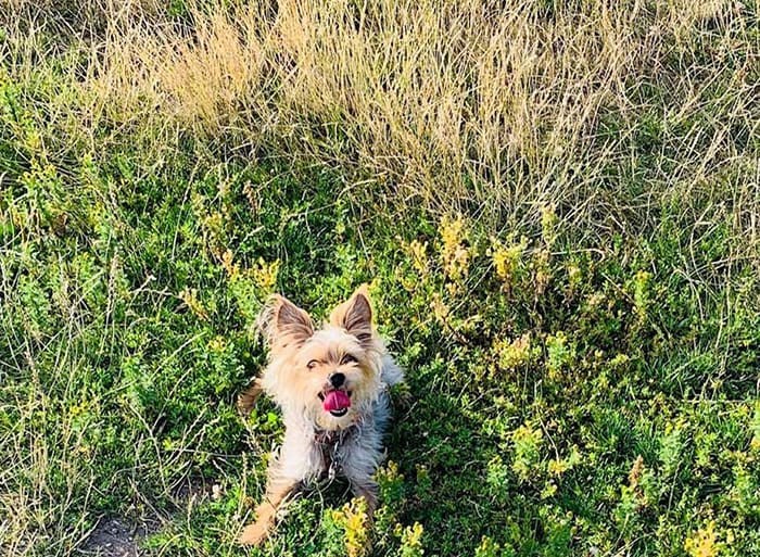  LIttle Jazzy can't go play at the park due to the spiky long grass that has injured many dogs. Photo submitted to Richmond News